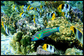 Jardin de Corraille, Taha