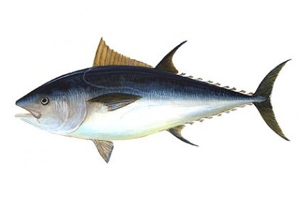 Bluefin.