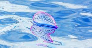 Portugese oorlogsschepen