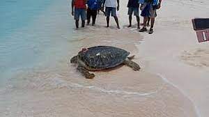 schildpadden op Duff Reef