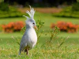 Bijzonder Nieuw Caledonie