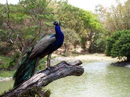 Parc Forestier