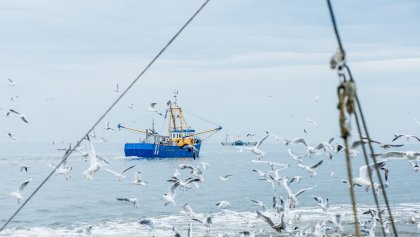Vogels bij het vissen