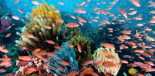 National Park Wakatobi.
