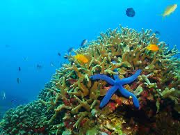 snorkelen in de lagoon.