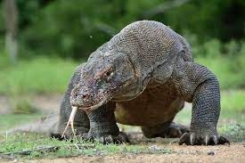 Komodo Veraan